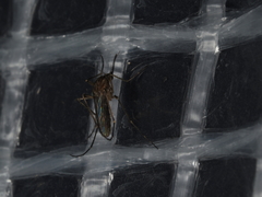 Coquillettidia linealis