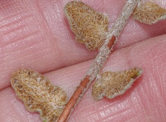 Astrolepis windhamii