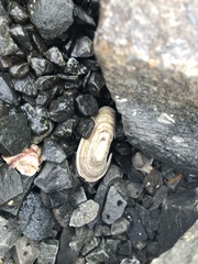Scutus antipodes