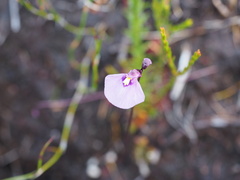 Utricularia dichotoma