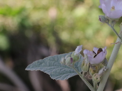 Sphaeralcea axillaris