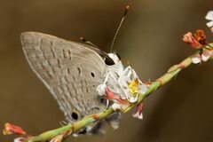 Deudorix livia