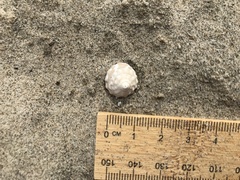 Bembicium auratum