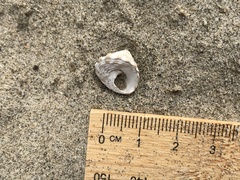 Bembicium auratum
