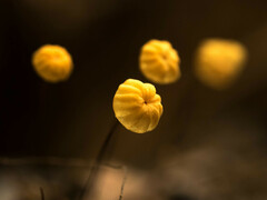 Marasmius crinis-equi