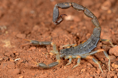 Uroplectes triangulifer marshalli