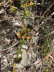 Hibbertia procumbens