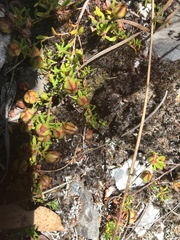 Hibbertia procumbens
