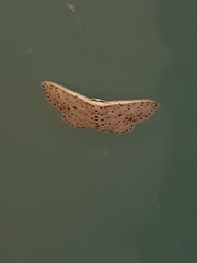 Idaea punctatissima