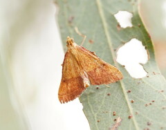 Endotricha pyrosalis