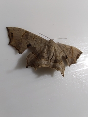 Dysaethria flavistriga