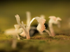 Mycena roseilignicola