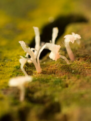 Mycena roseilignicola