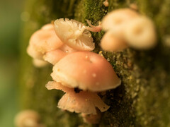 Mycena roseilignicola