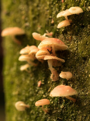 Mycena roseilignicola