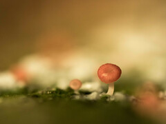 Mycena roseilignicola