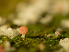 Mycena roseilignicola