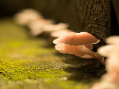 Mycena roseilignicola
