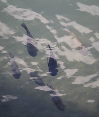 Sarotherodon melanotheron