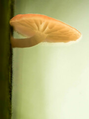 Mycena roseilignicola