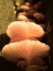 Mycena roseilignicola
