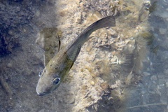 Sarotherodon melanotheron