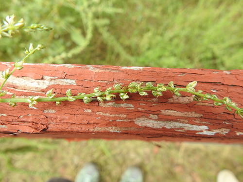 Amaranthus palmeri