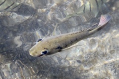 Sarotherodon melanotheron