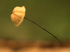 Marasmius crinis-equi