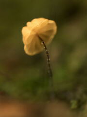 Marasmius crinis-equi