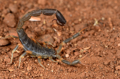 Uroplectes triangulifer marshalli