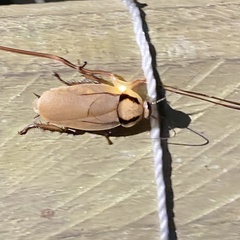 Henschoutedenia batesi