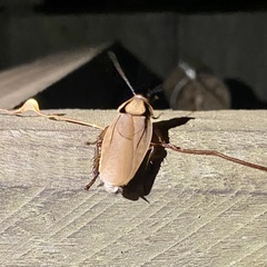 Henschoutedenia batesi