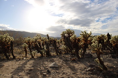 Cylindropuntia bigelovii