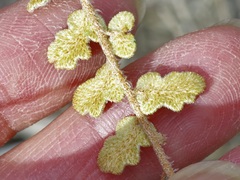 Astrolepis windhamii