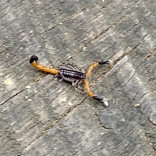 Uroplectes occidentalis