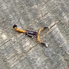 Uroplectes occidentalis