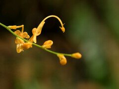 Globba pendula
