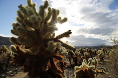Cylindropuntia bigelovii