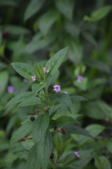 Lantana trifolia