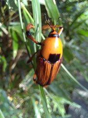 Cyrtotrachelus thompsoni