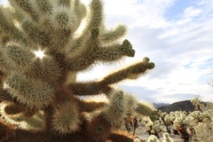 Cylindropuntia bigelovii