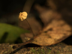 Marasmius crinis-equi