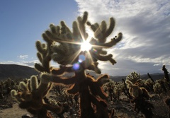 Cylindropuntia bigelovii