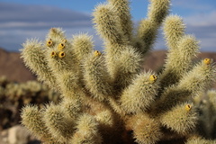 Cylindropuntia bigelovii