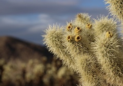 Cylindropuntia bigelovii
