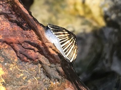 Siphonaria funiculata