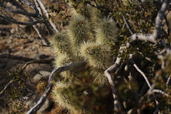 Cylindropuntia bigelovii