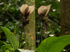Tacca