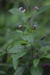 Lantana trifolia